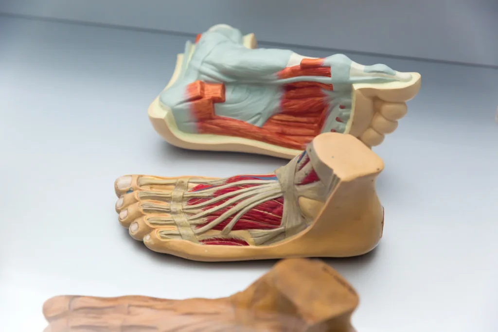 anatomical model of foot demonstrating muscles and 2026 03 13 04 12 24 utc